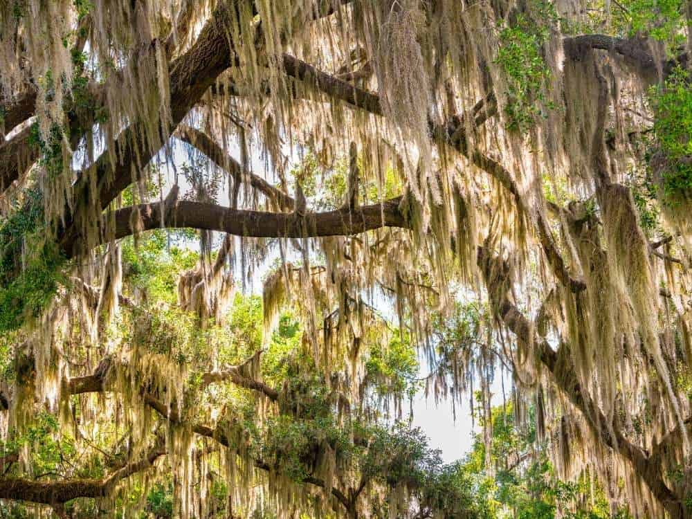 Live Oak canopy branches