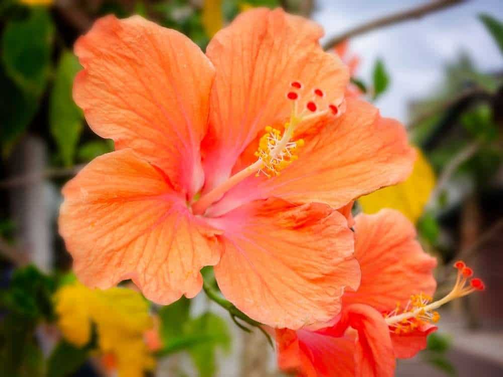 Orange Hibiscus flower
